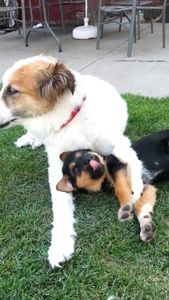 Meet your Posher, Diane